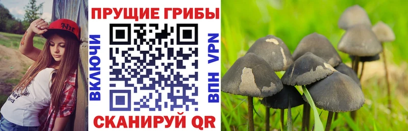 Псилоцибиновые грибы ЛСД  Новоалтайск 